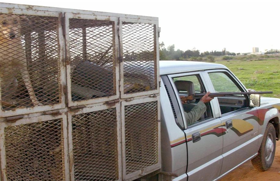 Telegraph : En préparation de la Coupe du Monde, l'abattage à grande échelle de chiens errants au Maroc a suscité le mécontentement de tous les horizons